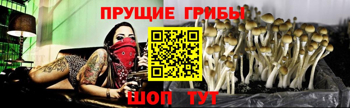 Галлюциногенные грибы Psilocybe  Вход с VPN  Галлюциногенные грибы прущие грибы  Владивосток 